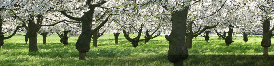 Bäume zur Kirschblütenzeit