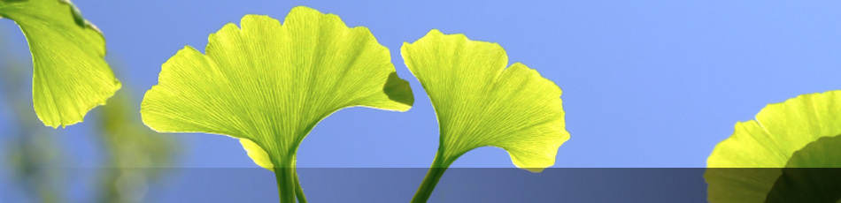Gingkoblätter