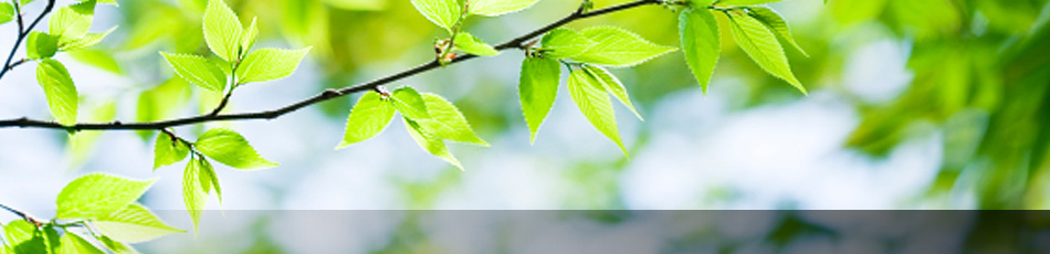 Ast mit neuen Blättern