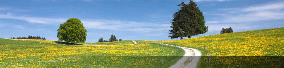 Feldweg mit blühende Wiese